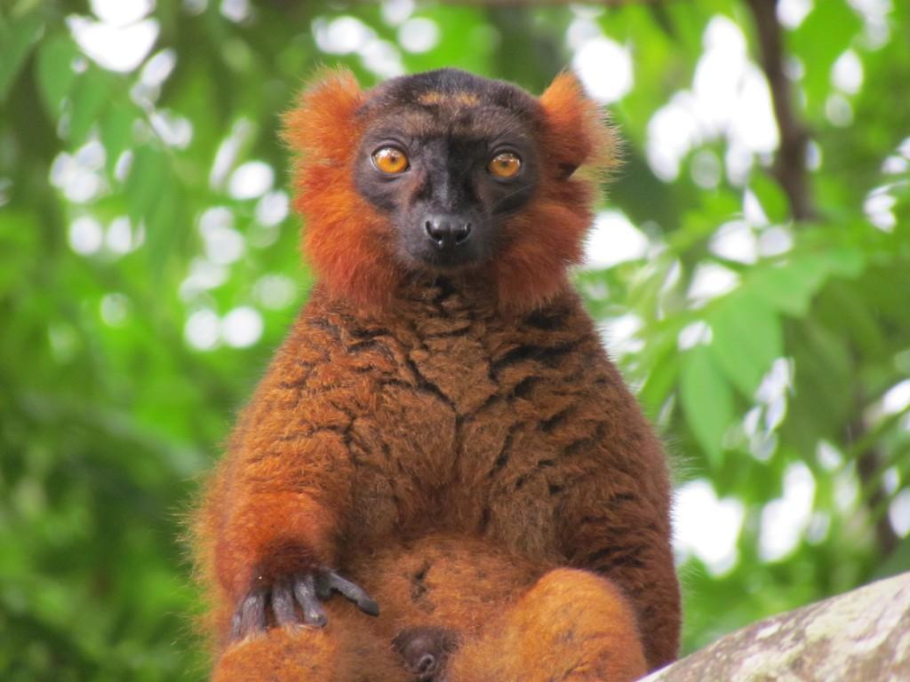 Wycieczki na Madagaskar