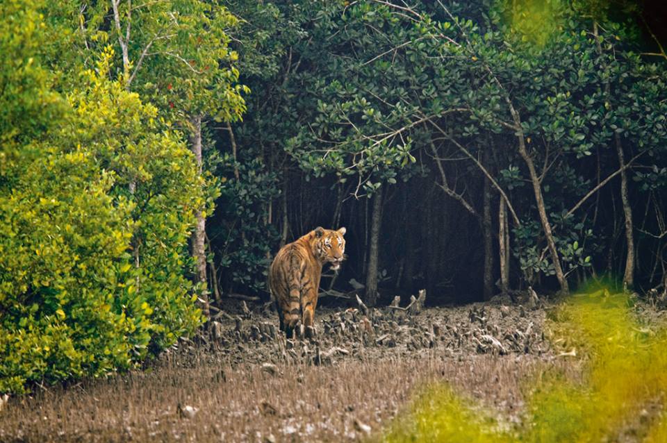 royal bengal tiger in sundarban - BHUTAN – BANGLADESZ: wyprawa na Festiwal Jambay Lhakhang