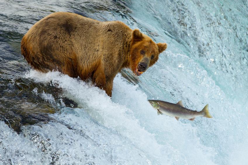 Niedźwiedzie Grizzly - USA: ALASKA - KANADA ZACHODNIA:  Niedźwiedzie Grizzly, łosie i łososie