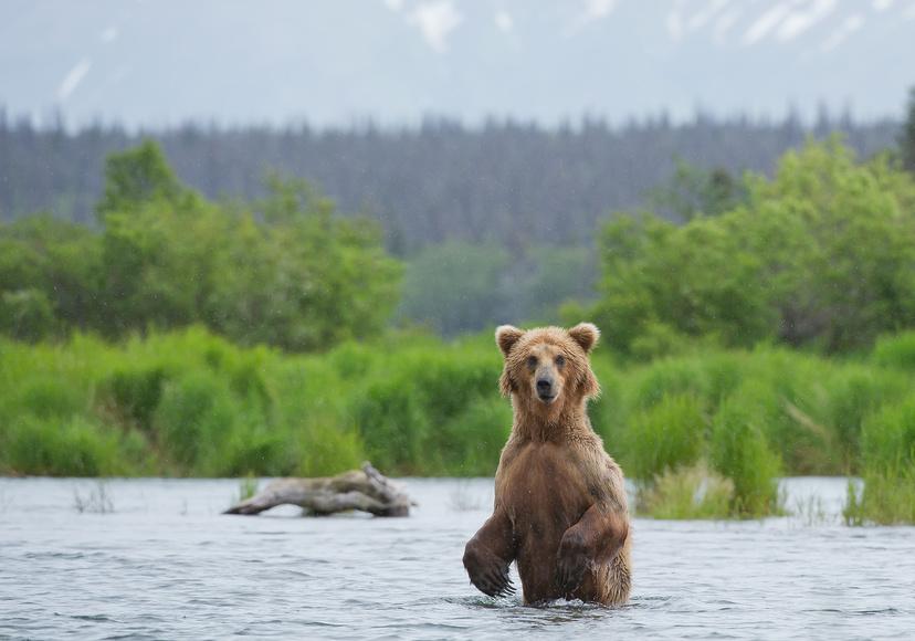Niedźwiedzie Grizzly2 - ALASKA - KANADA ZACHODNIA: Niedźwiedzie Grizzly, łosie i łososie