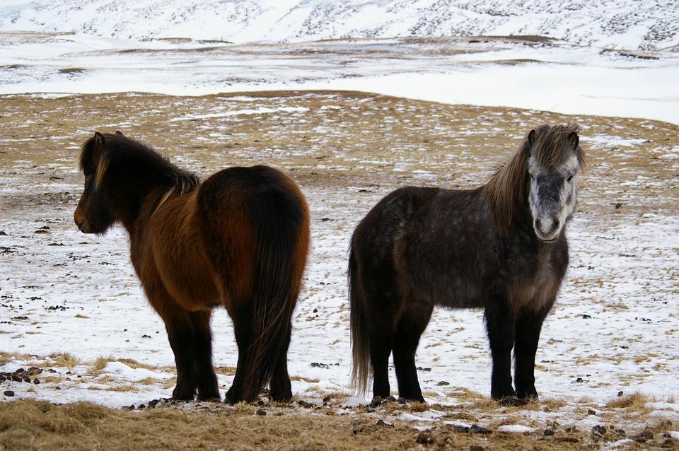 horses 717980 960 720 - ISLANDIA – zorza polarna, lodowce, gejzery i wodospady - wycieczka