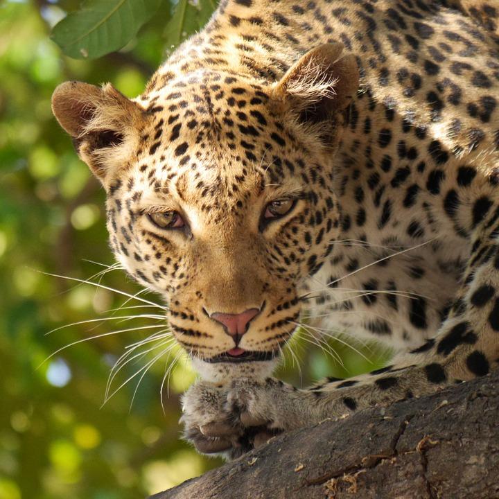 leopard 226136 960 720 - NAMIBIA – BOTSWANA – ZIMBABWE – wyprawa do wodospadów Wiktorii