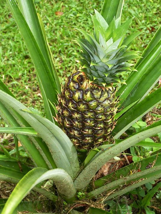 pineapple 287313 960 720 - KOSTARYKA I PANAMA