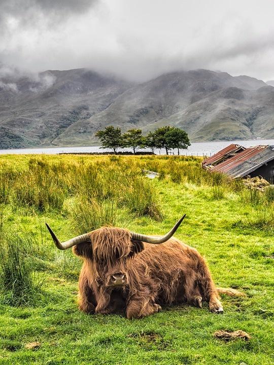 highland cow 1576118 960 720 - SZKOCJA – zielone doliny i wrzosowiska + wyprawa na Szetlandy i Orkady