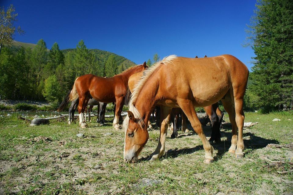 horse 1924491 960 720 - ROSJA: Krasnojarsk, Norylsk i Rezerwat Putorana – rejs po Jeniseju