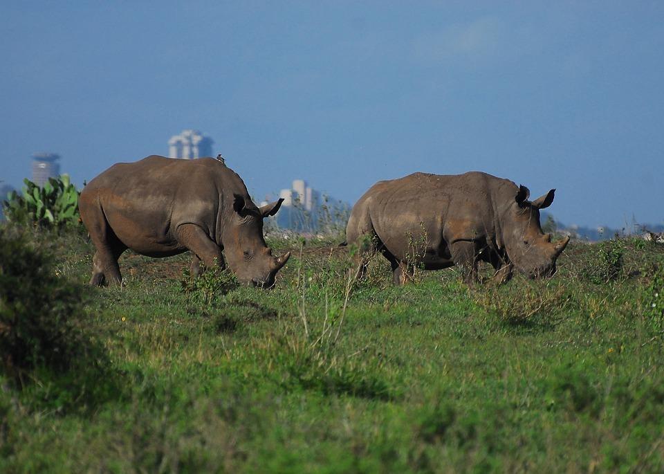 Safari w Kenii wycieczka
