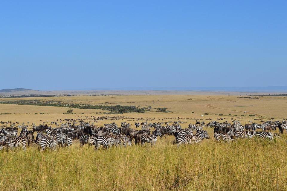 Safari w Kenii wycieczka