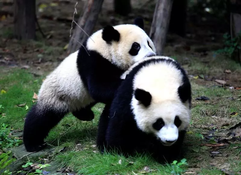Chengdu Panda2 1 - CHINY POŁUDNIOWE: Syczuan – Yunnan: wyprawa na Festiwal Pochodni