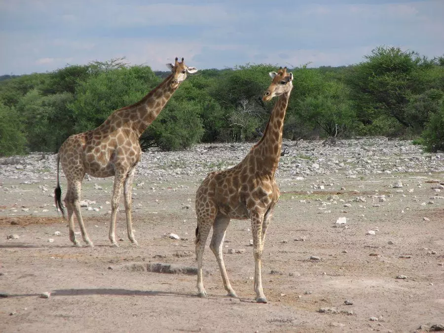 77 - NAMIBIA: wyprawa do krainy kontrastów i niepowtarzalnych krajobrazów