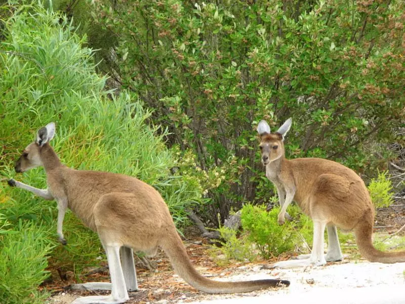 19. 1 - AUSTRALIA z Tasmanią: kangury, psy dingo, diabły tasmańskie i misie koala – wyprawa
