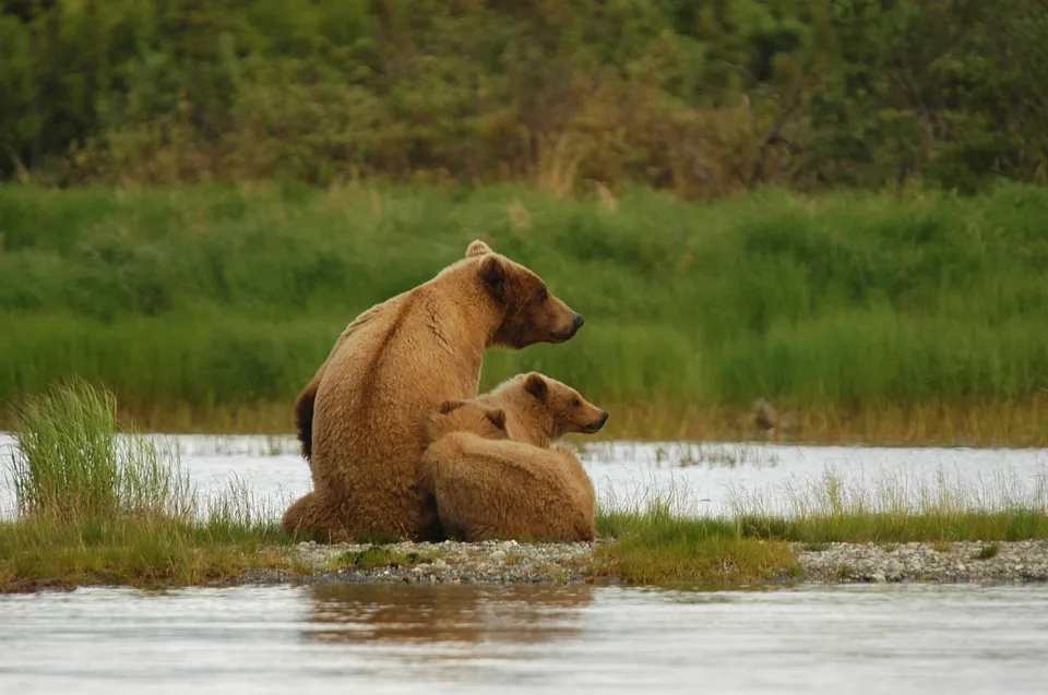 bears 2035489 960 720 - USA: ALASKA - KANADA ZACHODNIA:  Niedźwiedzie Grizzly, łosie i łososie