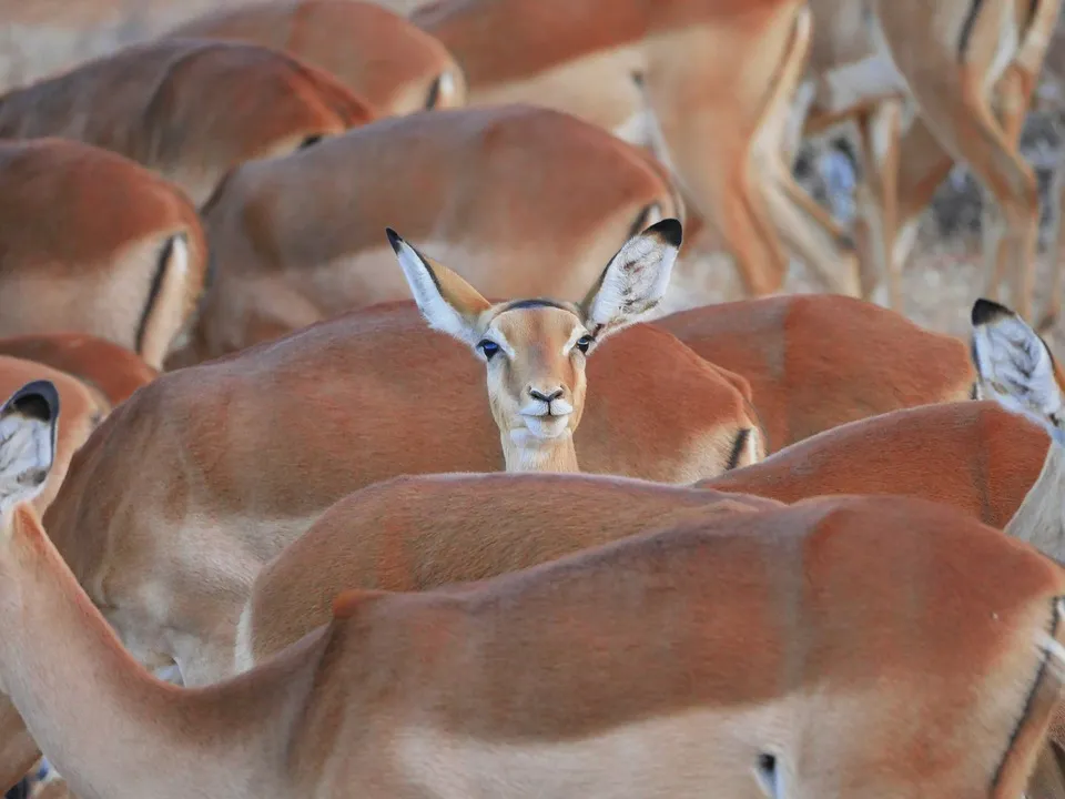 impala 2668617 960 720 - KENIA: Wielka migracja zwierząt przez rzekę Mara