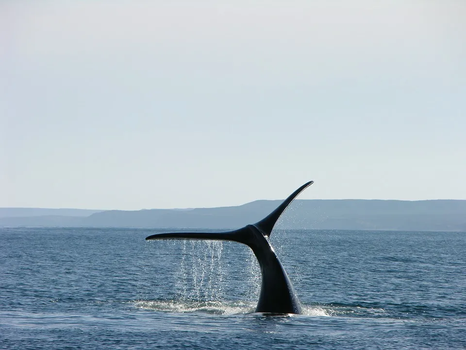whale 1181395 960 720 - ARGENTYNA – BUENOS DIAS ARGENTINA!