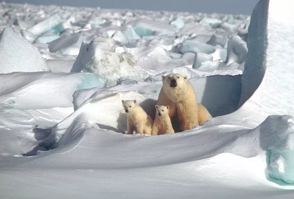 polar bear 1509103 960 720 - SPITSBERGEN: wyspa na dachu świata – wyprawa