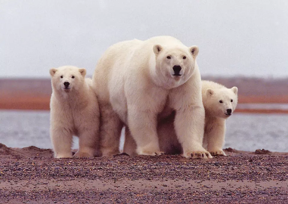 polar bear 674001 960 720 - SPITSBERGEN: wyspa na dachu świata – wyprawa