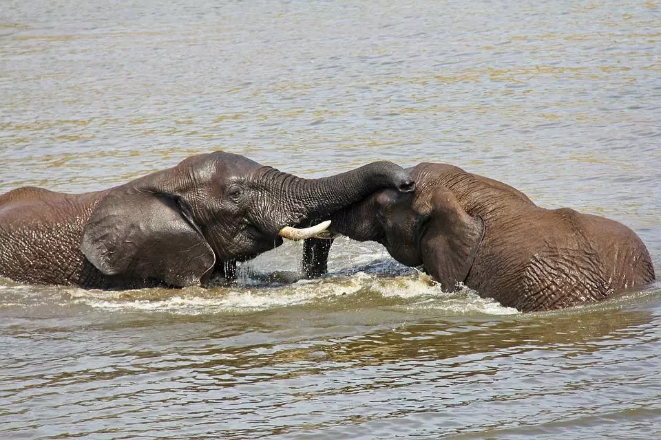 elephants 1221577 960 720 - RPA: Kapsztad i Parki Narodowe