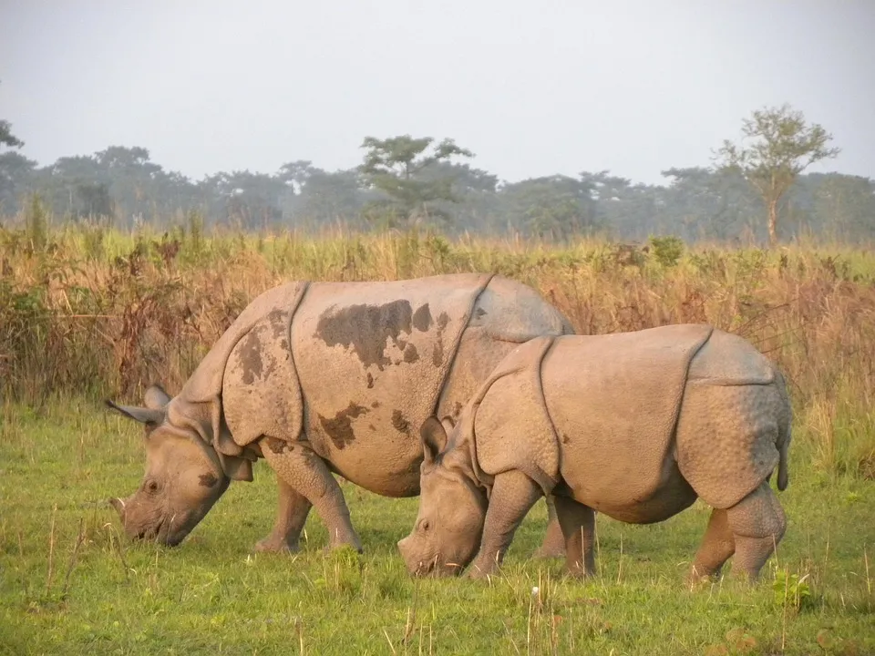manas rhino 2120928 960 720 - INDIE: Assam i Nagaland - Plemiona Naga i Festiwal Hornbill