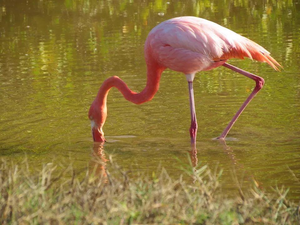 flamingo 255525 960 720 - GALAPAGOS - KOLUMBIA