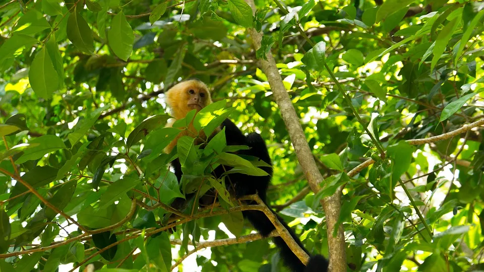 capuchin monkey 2532408 960 720 - KOSTARYKA – PARKI NARODOWE, LENIWCE I WISZĄCE MOSTY