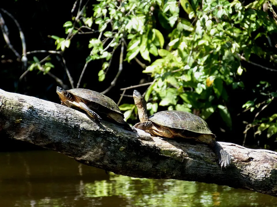 turtles 287323 960 720 - KOSTARYKA – PARKI NARODOWE, LENIWCE I WISZĄCE MOSTY
